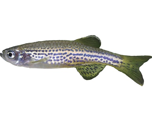 Fisch Leopardbärbling - Danio frankei