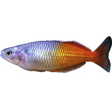 Poisson arc-en-ciel de profil