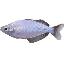 Poisson arc-en-ciel néon