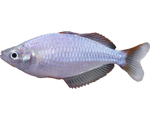Fisch Neonregenbogenfisch - Melanotaenia praecox