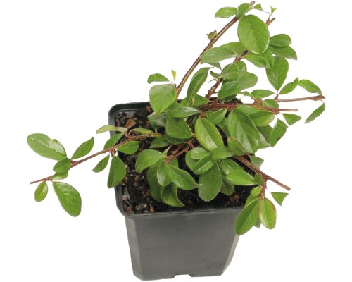 Cotonéaster de Dammer FloraSelf Cotoneaster dammeri 'Coral Beauty' h 10-15 cm pot Ø 9 cm