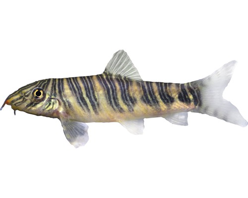 Fisch Streifenschmerle - Botia striata