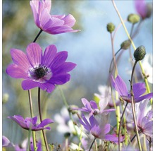 Nahaufnahme von lila Anemonenblüten im Garten