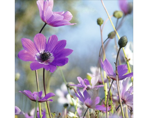 Tableau en verre Purple Flowers I 50x50 cm