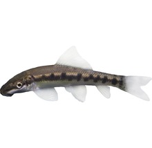 Saugmaulbarbe für Aquarien