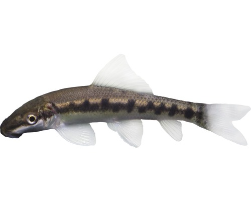 Fisch Saugschmerle - Gyrinocheilus aymonieri