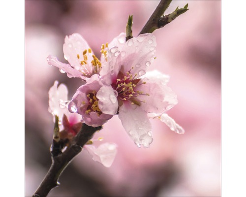 Gros plan sur des fleurs d''amandier roses avec des gouttes d''eau sur une branche.