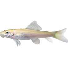 Höhlen Salmler Fisch