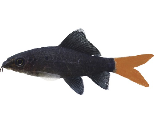 Fisch Feuerschwanz - Epalzeorhynchus bicolor