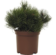 Pin de montagne FloraSelf Pinus mugo 'Pumilio' H 15-20 cm Co 2 L-thumb-0