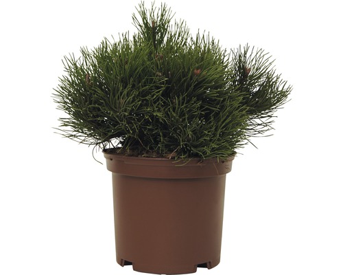 Pin de montagne FloraSelf Pinus mugo 'Pumilio' H 15-20 cm Co 2 L