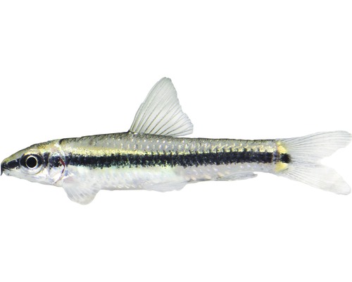 Fisch Echte Siamensis - Crossocheilus oblongus