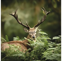 Glasbild Deer Between Plants 50x50 cm GLA1822