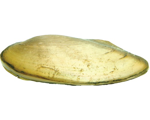 Muschel Tropische Muschel - Ensidens cf. ingallsiansu