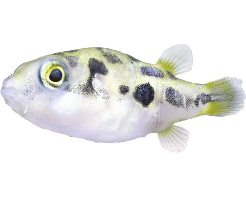 Fisch Leopard Zwergkugelfisch - Carinotetraodon travancoricus