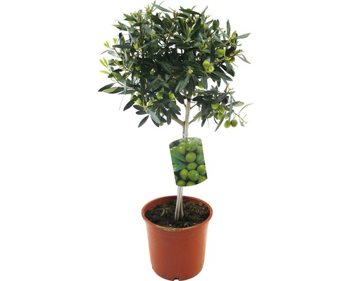 Olivenbaum FloraSelf Olea europaea Stammhöhe 20-40 cm Ø 20 cm Topf