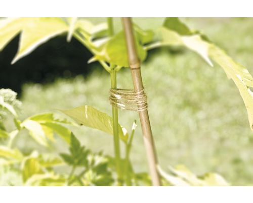 Pflanzenstütze aus Bambus mit Juteseil zur Befestigung an einer Pflanze