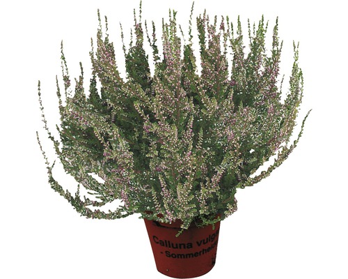 Callune, Erica FloraSelf Calluna vulgaris Ø pot 9,5 cm sélection aléatoire de variétés couleur unie