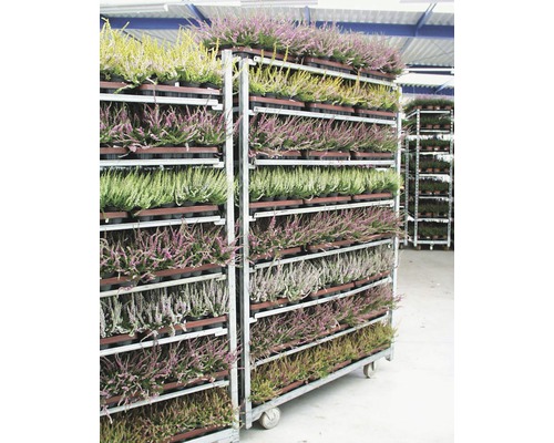 Plantes de bruyère fleuries sur un chariot roulant pour le transport.