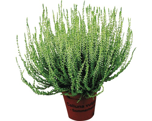 Callune Calluna vulgaris en pot