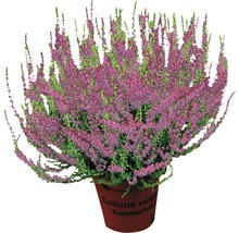 Knospenheide Mix FloraSelf Calluna vulgaris 'Beauty Ladies' Ø 9,5 cm Topf zufällige Sortenauswahl, einfarbig-thumb-1
