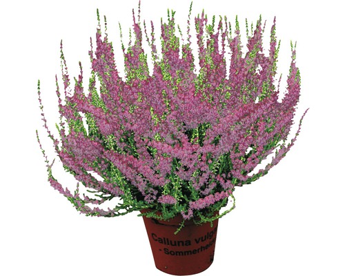 Callune Mix FloraSelf Calluna vulgaris 'Beauty Ladies' Ø 9,5 cm pot sélection aléatoire de variétés couleur unie