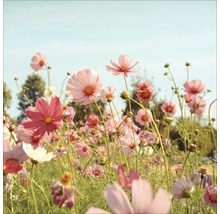 Champ de fleurs de cosmos roses