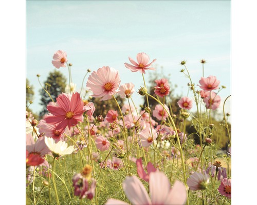 Champ de fleurs de cosmos roses