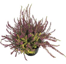 Knospenheide Mix FloraSelf Calluna vulgaris 'Beauty Ladies' Ø 9,5 cm Topf zufällige Sortenauswahl, einfarbig-thumb-0