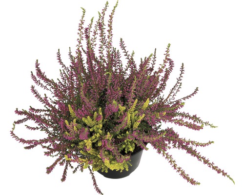 Callune, Erica FloraSelf Calluna vulgaris Ø pot 9,5 cm sélection aléatoire de variétés couleur unie