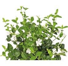 Pervenche blanche FloraSelf Vinca minor 'Alba' 5/7 branches pot Ø 9 cm-thumb-2