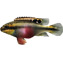 Fisch Purpurprachtbarsch - Pelvicachromis pulcher