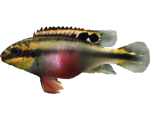 Fisch Purpurprachtbarsch - Pelvicachromis pulcher