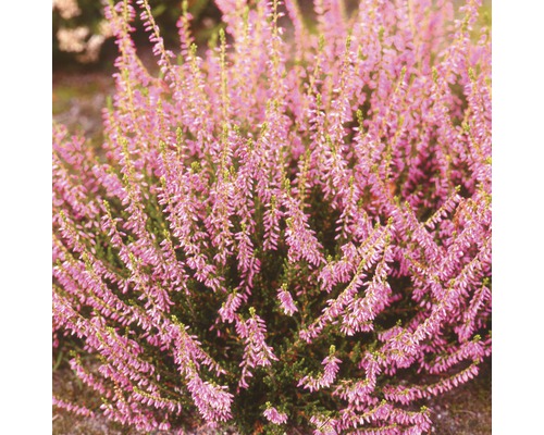Besenheide Pflanze mit lila Blüten