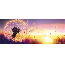 Nahaufnahme einer Pusteblume vor einem Sonnenuntergang