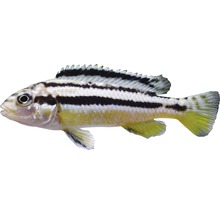 Fisch Türkisgoldbarsch - Melanochromis auratus