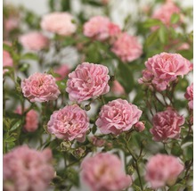 Nahaufnahme von rosa Zwergrosen mit grünen Blättern.