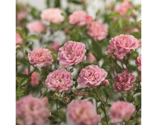 Rosier rampant 'The Fairy' FloraSelf Rosa x Hybride 'The Fairy' h 10-30 cm Co 3 l Rosier rampant 'The Fairy' FloraSelf Rosa x Hybride 'The Fairy' h 10-30 cm Co 3 l