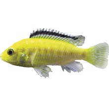 Fisch Gelber Labidochromis - Labidochromis careuleus