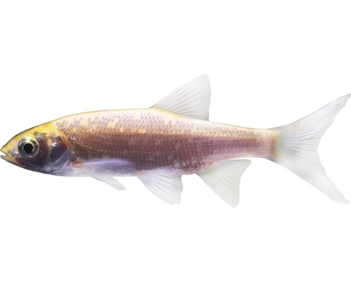 Fisch Goldorfe - Leuciscus idus Fisch Goldorfe - Leuciscus idus