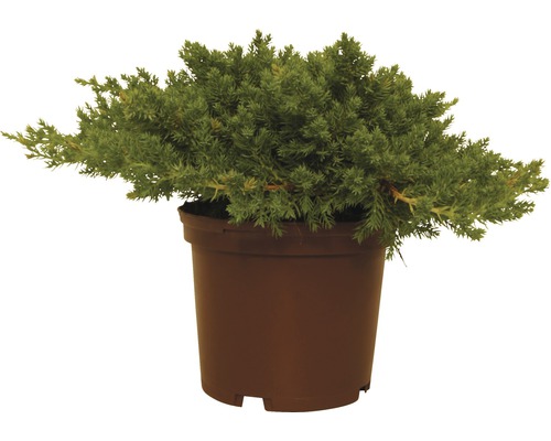 Genévrier rampant FloraSelf Juniperus procumbens 'Nana' H 20-25 cm Co 2 L