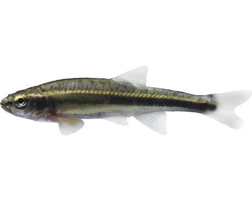 Fisch Elritze - Phoxinus phoxinus