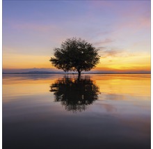 Arbre dans l''eau au coucher du soleil