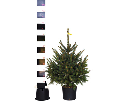 Blaufichte, Blaue Stechfichte H 80-100 cm Co 7,5 L Weihnachtsbaum gesägt und getopft Nordmanntanne im Topf mit Weihnachtsbaumständer