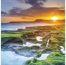Küstenlandschaft mit Algen und Sonnenuntergang