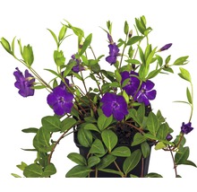 Violettblühendes Immergrün FloraSelf Vinca minor 'Atropurpurea' 5/7 Triebe Ø 9 cm Topf-thumb-0