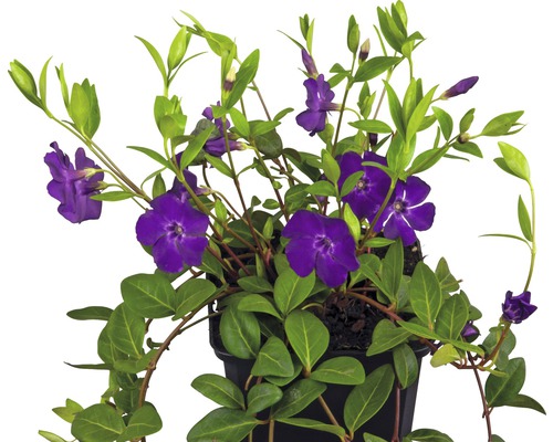 Violettblühendes Immergrün FloraSelf Vinca minor 'Atropurpurea' 5/7 Triebe Ø 9 cm Topf-0