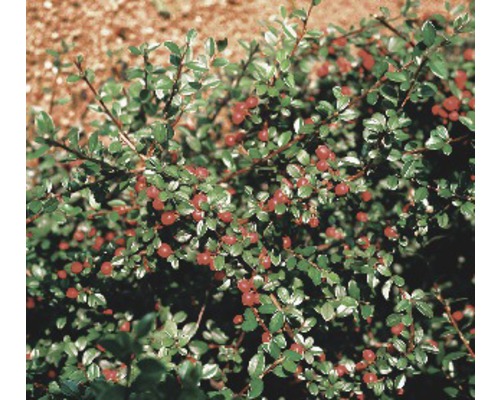 Teppichmispel, Kriechmispel FloraSelf Cotoneaster dammeri radicans H 10-15 cm Ø 9 cm Topf