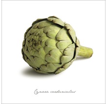Glasbild Artischocke 50x50 cm GLA398