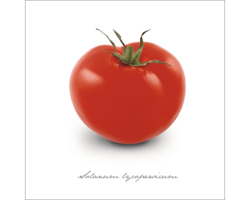 Glasbild Tomate 30x30 cm GLA401